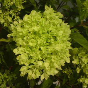 гортензия Hydrangea paniculata 'Jane'
