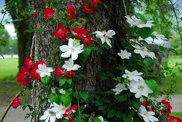 Розы и клематисы - классический дуэт… - посадка, уход, фото, как вырастить и собрать урожай - «Блог Флориум.юа» 2023
