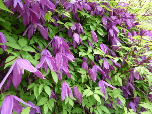 Clematis_alpina_'Tage_Lundell'