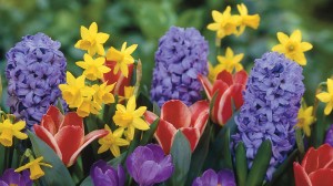 Daffodils-Tulips-Crocus-Hyacinth-Flowers
