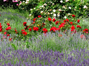 Lavender_and_Roses_at_Norfolk_Lavender,_Heacham_-_geograph.org.uk_-_524114
