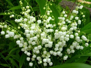 Spring-Flowers-Lily-of-the-Valley
