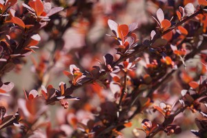 barberry-716777_960_720