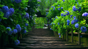 blue-flowers-garden-picture-for-desktop