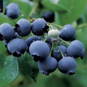 blueberry-duke-1