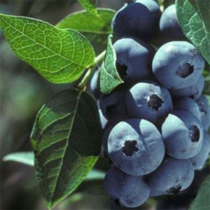 blueberry-elizabeth-1