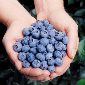 blueberry-elliot-1