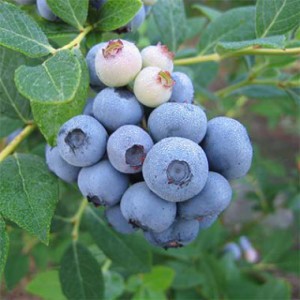 blueberry-laegacy-1