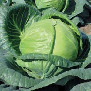 cabbage-tonia