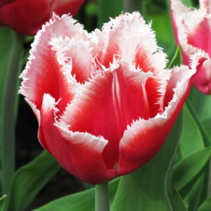Бахромчатые тюльпаны фото
