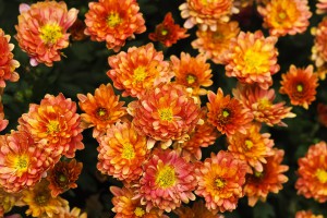 chrysanthemum-1750800_960_720