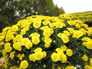 chrysanthemum-208185_640