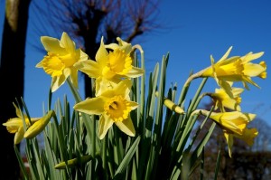 daffodil-283727_640
