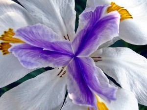 fairy-iris-188625_640 (1)
