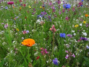 flower-meadow-52086_640