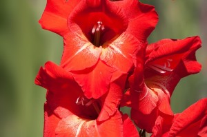 gladiolus-165924_640