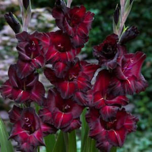 gladiolus_black_star-1