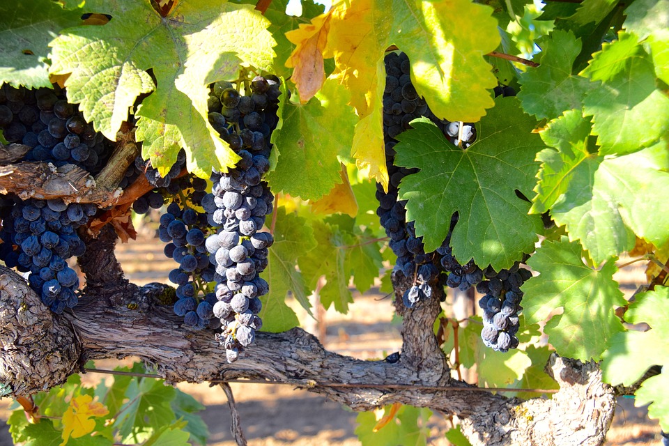 Посадка и уход за виноградом в первый год - посадка, уход, фото, каквырастить и собрать урожай - «Блог Флориум.юа» 2023
