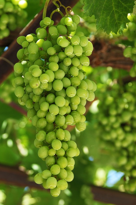 Посадка и уход за виноградом в первый год - посадка, уход, фото, каквырастить и собрать урожай - «Блог Флориум.юа» 2023