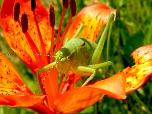 grasshopper-99555_960_720