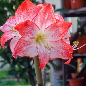 цветок амариллис