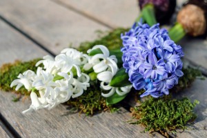 hyacinth-2119049_960_720