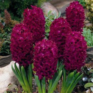 hyacinth-woodstock