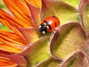 ladybug-1468900_960_720