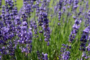 lavender-18316_640