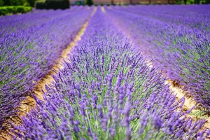 lavender-flowers-1595487_960_720