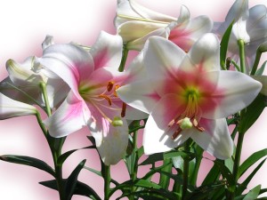 lilies-97729_640