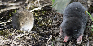 moles-and-voles