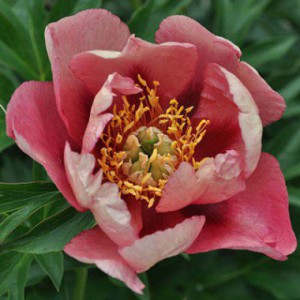 paeonia-old-rose-dandy-1