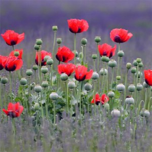 papaver-beauty-of-livermere-3