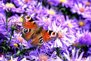 peacock-butterfly-981139_960_720