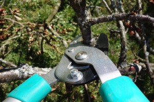 pruning-shears-535350_960_720 (1)