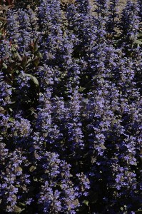 purple_brocade