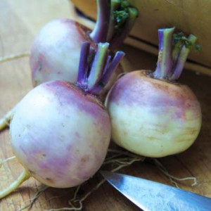 purple_top_white_globe_turnip