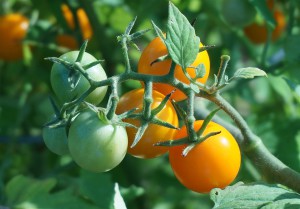 ripening-tomatoes-1530464_960_720