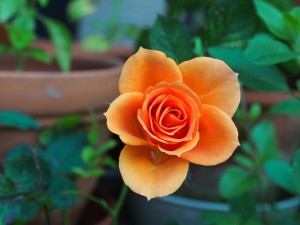 миниатюрные розы выращивание