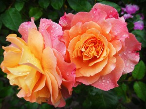 садовы розы