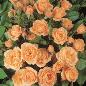 rose-apricot-clementine-1