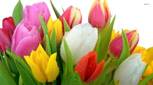 share-your-multicolor-tulip-bouquet-flower-hd-wallpaper-70163