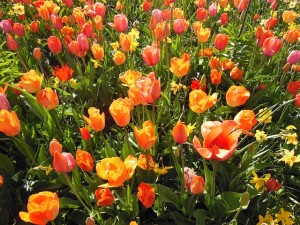 spring-flowers-110862_640