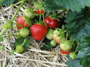strawberries-196798_960_720 (1)