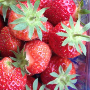 strawberry-elsanta-2