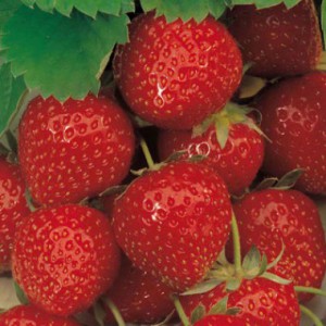 strawberry-elsanta-3