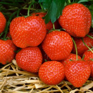 strawberry-elsanta