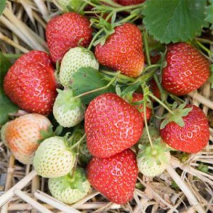 strawberry-honeoye-3