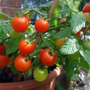 tomat-vilma-1
